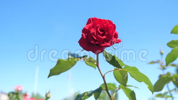 玫瑰红花映蓝天大自然的花朵绿叶美丽的花朵生活方式视频的预览图