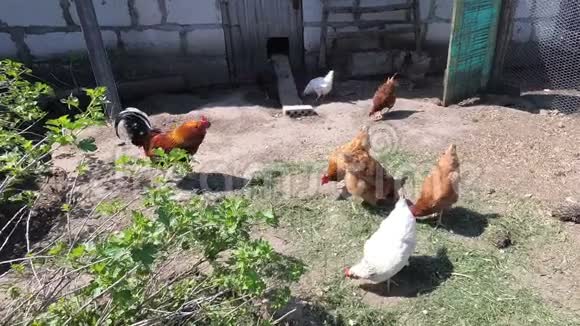 小鸡进了钢笔乡村母鸡之家视频的预览图