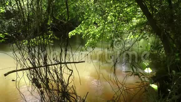 佐治亚州苏万尼溪公园透过树木和灌木丛俯瞰苏万尼溪上的下游视频的预览图