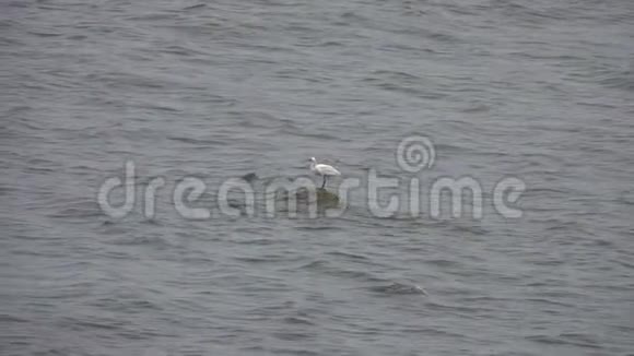 小白白鹭坐在水里的岩石上然后飞走了视频的预览图