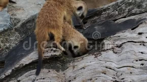 猫鼬挖洞或挖木洞寻找食物和玩耍视频的预览图