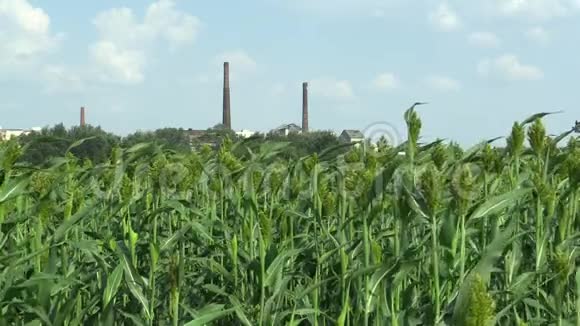 高粱在谷物作物领域是一种绿色的农业植物作为谷物面粉生产和饲料生长视频的预览图