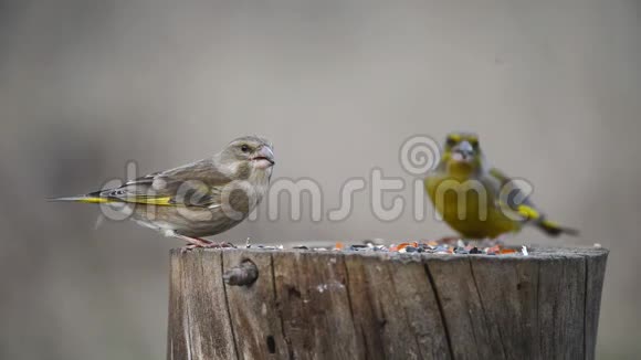 一对欧洲绿雀坐在冬季鸟类饲养器上视频的预览图