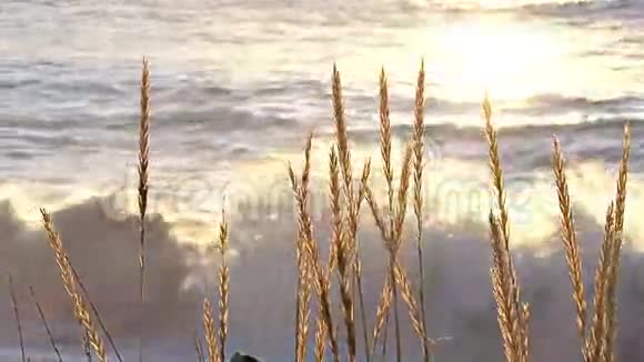 明亮的海滩旁高大的草地视频的预览图