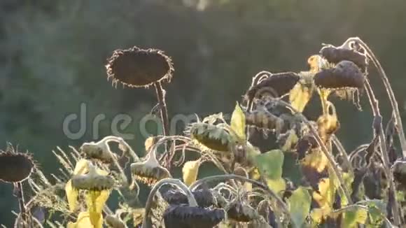 在夕阳的秋日背景下一片田野上的干燥向日葵许多成熟干燥的向日葵秋天视频的预览图