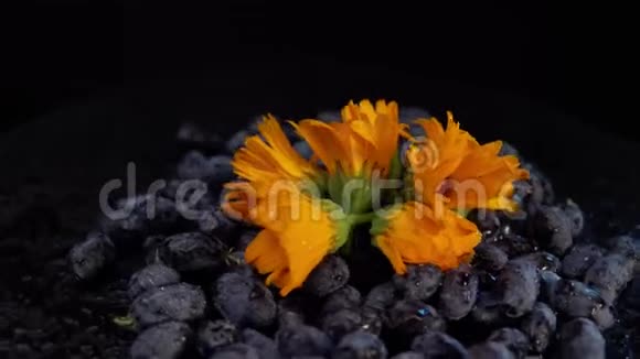 黑金银花浆果和橙花在黑色背景下旋转视频的预览图