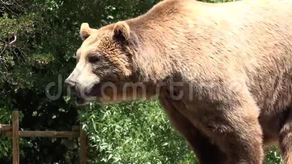 野生的棕色大熊视频的预览图