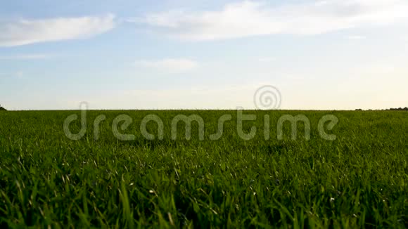 小麦地在蓝天的映衬下走向天边视频的预览图