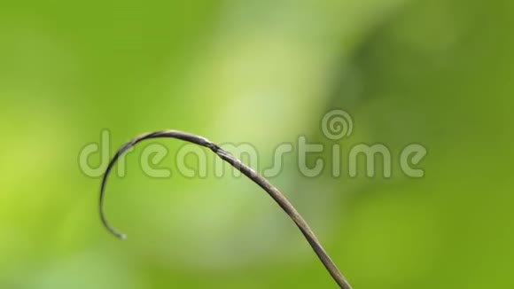 在热带雨林的树枝上筑巢视频的预览图