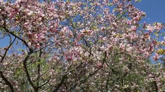 粉红玉兰树花瓣飘落下来视频的预览图