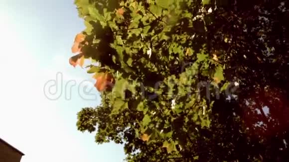 绿树的叶子吹着风俯视图视频的预览图