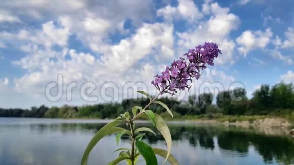 紫丁香的花朵在空气中振动映衬着蓝天美丽的白云视频的预览图