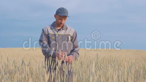 一个年轻的农民在黑麦地检查植物4k视频的预览图