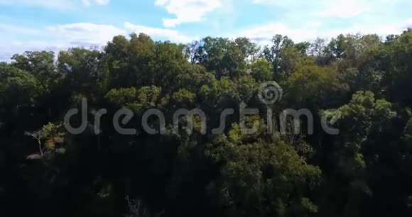 飞越一片神奇的森林鸟瞰雨林4K空中视频森林景观视频的预览图