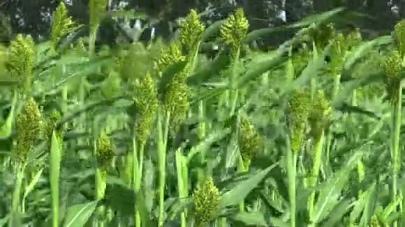 高粱二色生物在谷物作物领域一种农业植物绿色作为谷物面粉生产和为视频的预览图