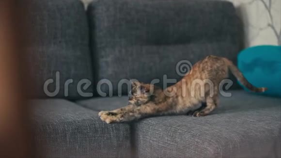 三只彩色猫在沙发上玩耍视频的预览图