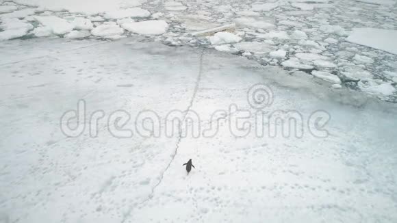 南极洲企鹅在雪地上奔跑冰天雪地视频的预览图