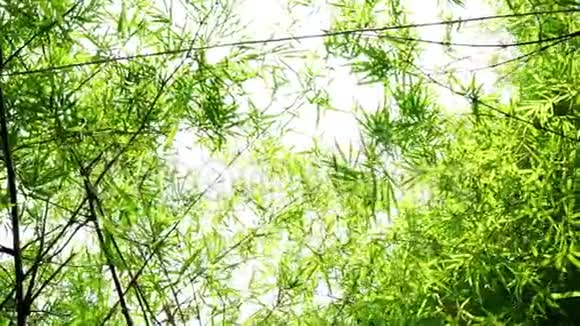 天然竹叶背景视频的预览图