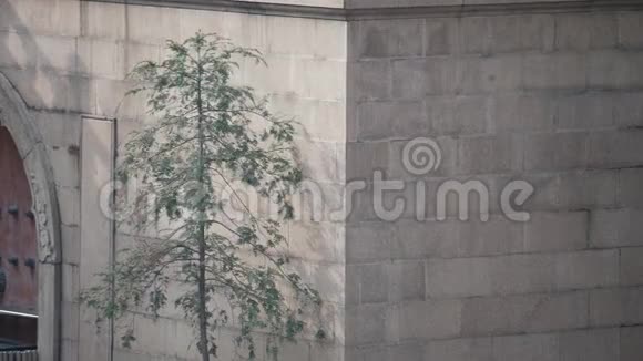 美丽的树在风中摇摆在寺庙的墙壁上有阴影4k慢动作视频的预览图