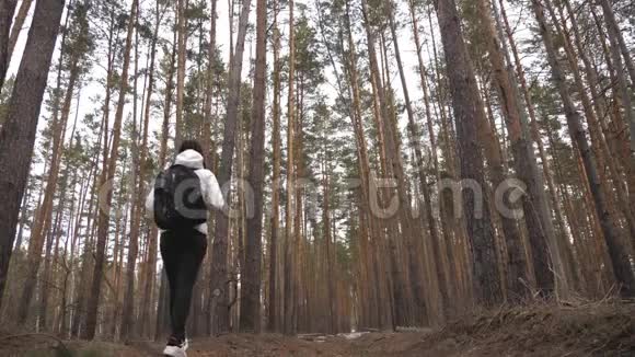 徒步旅行者女孩背着背包走在松林后景在野生动物自然中积极的生活方式和冒险视频的预览图