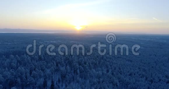 冬季森林景观美丽的空中拍摄的雪木在日落视频的预览图