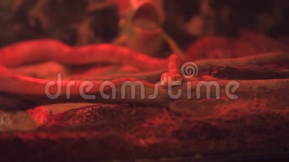 玉米蛇用红外线在笼子里爬行视频的预览图