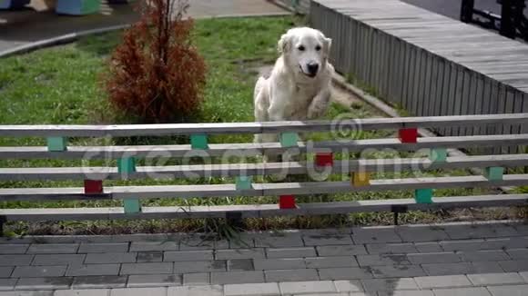 慢动作的美一只狗在现代城市的篱笆上跳跃视频的预览图