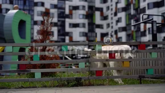 慢动作的美一只狗在现代城市的篱笆上跳跃视频的预览图