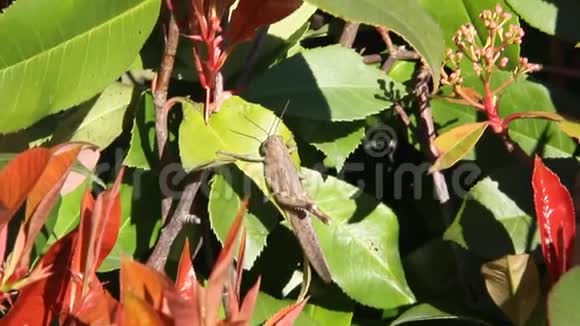 蝗虫坐在树枝上视频的预览图