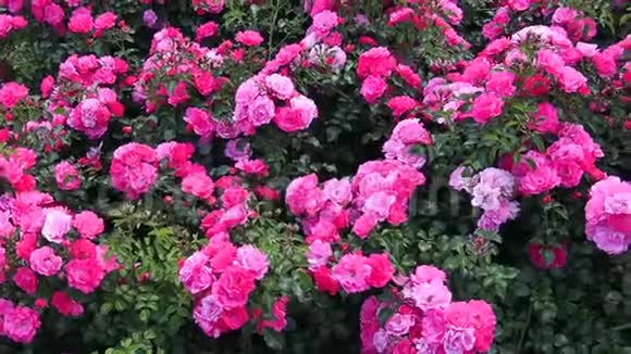 公园里有粉色玫瑰花圃里有玫瑰园林绿化灌木玫瑰美丽的玫瑰视频的预览图