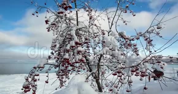 白雪覆盖的红浆果树视频的预览图