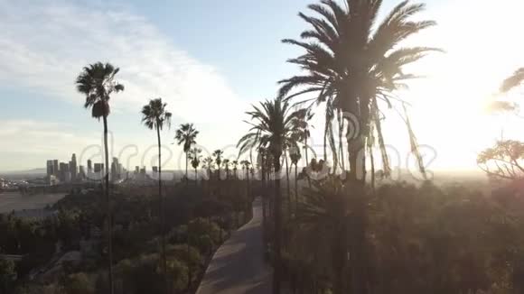 从高大的棕榈树可以看到洛杉矶市中心视频的预览图