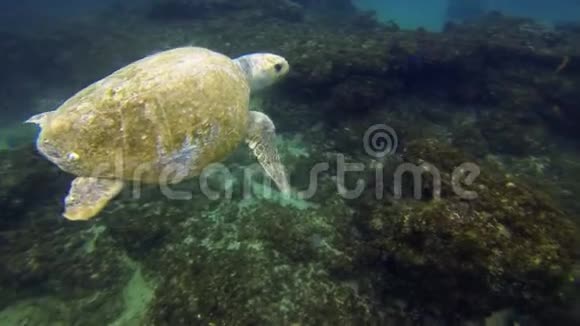 绿海龟游泳海龟和平静的蓝海水海鳖海洋生物视频的预览图