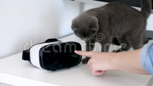 苏格兰折叠小猫旁边的VR耳机视频的预览图