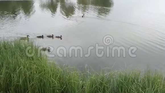 一只鸭子小鸭子漂浮在池塘里视频的预览图