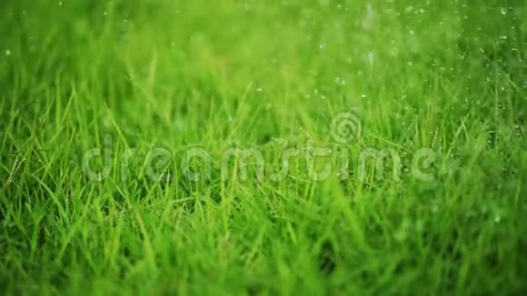 水滴喷洒在草地上视频的预览图