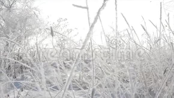 白雪覆盖的树木雪中干燥的芦苇明亮的阳光随着雪飘落雪花从树上飘落视频的预览图