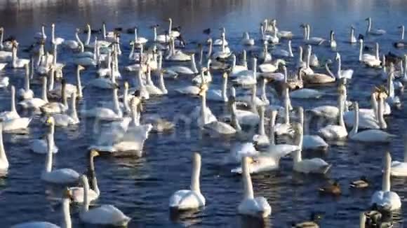 湖上许多野生天鹅和鸭子冬季天气晴朗淡水4k视频的预览图