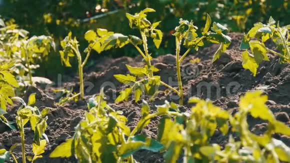一排排刚落在地上的青西红柿正站在花园的阳光下视频的预览图