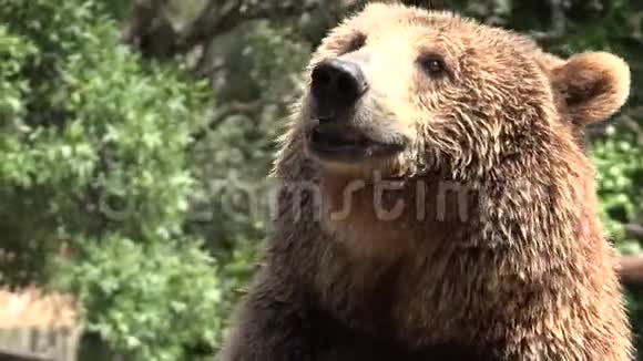 大棕色野熊视频的预览图