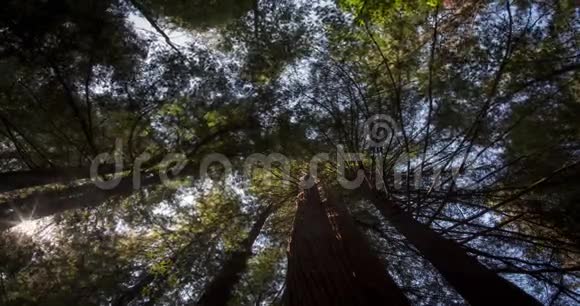 巨人红木森林的树梢视频的预览图
