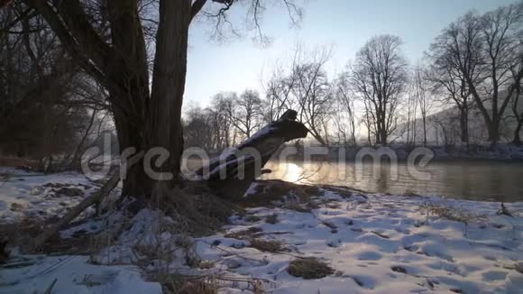阳光明媚的早晨日出笼罩着河岸上的树木视频的预览图