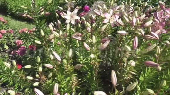百合科植物百合属的一种植物视频的预览图