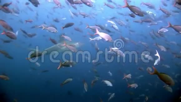 锤头鲨鱼锤捕食者靠近水下潜水员在海底视频的预览图