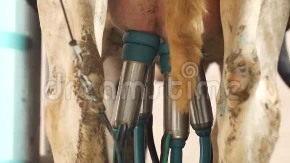 借助现代化的自动设备特写乳房奶牛农业农场对牛奶进行现代真空挤奶视频的预览图