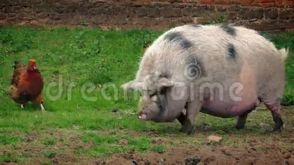 农场上的猪和鸡视频的预览图