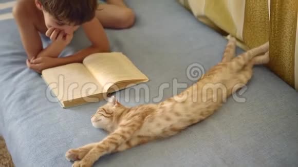 穿着蓝色短裤的男孩在床上看一本书书躺在一只生姜苏格兰折叠猫附近视频的预览图
