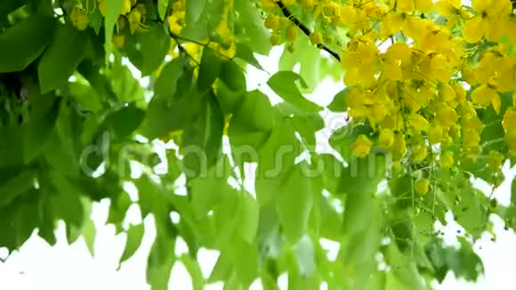 大自然中干燥的白色小花清新的金色淋浴花雨湿的树风的吹拂视频的预览图