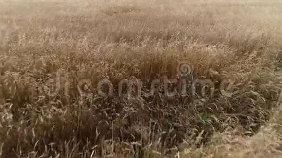 在农田中分离出成熟的金黄色麦穗视频的预览图