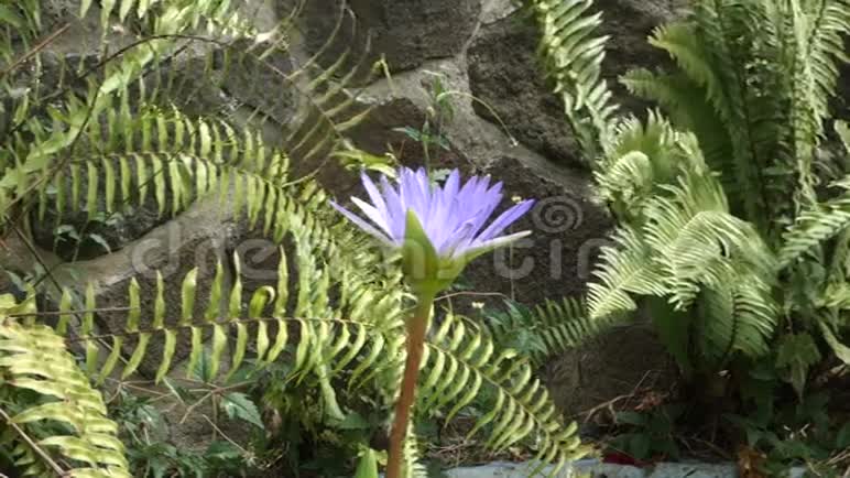 热带鱼池里的一种淡紫色百合视频的预览图